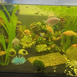Fish And Decorations 
