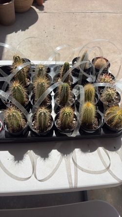 Cactus 🌵