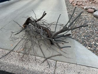 On curb - FREE Pieces of Mesquite wood
