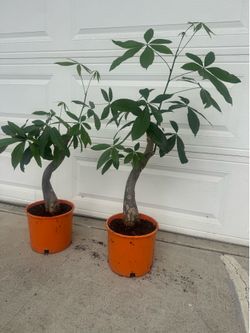 Mature money tree 45$ each