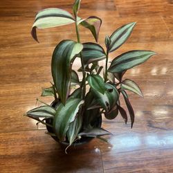 Tradescantia Quadricolor