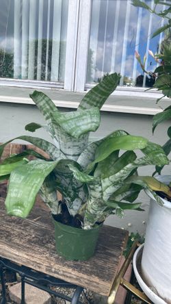 Plantas