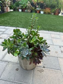 Assorted Succulent Plants
