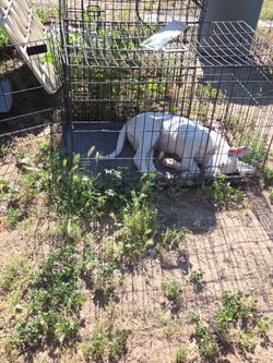 Dog cage