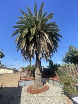 40 Foot Canary Date Palm - MAKE ME AN OFFER!