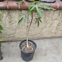 Maradol Papaya 