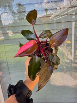 Philodendron Pink Princess Plant