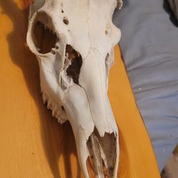 Real Deer Skull Large..cabin Decor