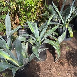 AGAVES FOR SALE $10 EACH Or $60 For All 7  2 Feet Long 