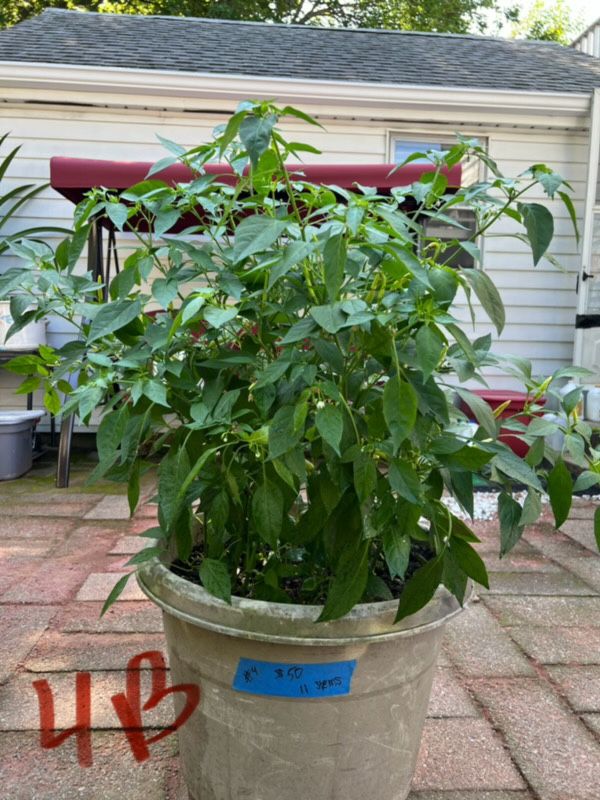 Chilli Pepper Plants
