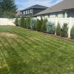 Misc Shrub Bushes For Sale 3-5 Feet tall