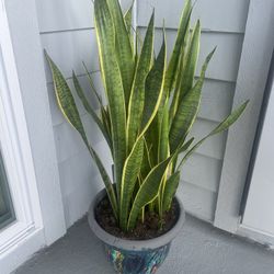 Variegated Snake Plant - 40in Tall, 12 inch painted pot