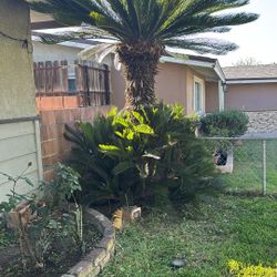 Free Sago Plant If You Dig Out 