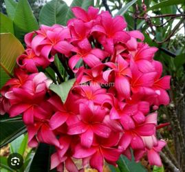 Japanese Lantern' plumeria tree 62" 21 tips