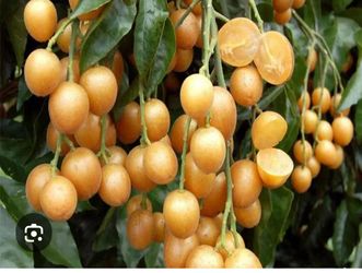 Wampee Fruit Tree ้ป็ฎๆ 
