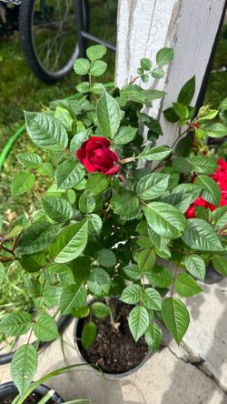 Small Red Rose Plant Planta