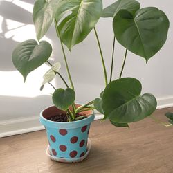 Monstera Deliciosa 