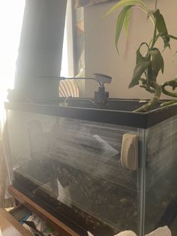10 Gallon Tank Aquarium Fish