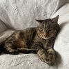 Cloe