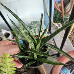 Sanke Plant Fernwood 