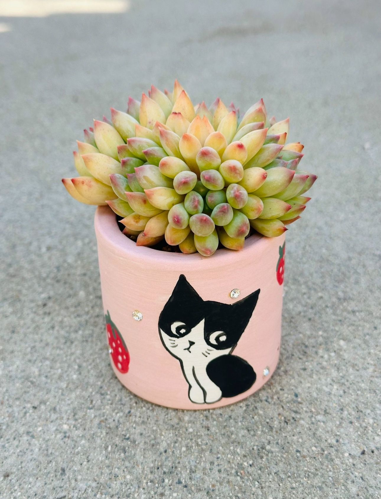 Succulents plants 🪴