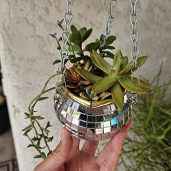 Disco Ball Succulent 