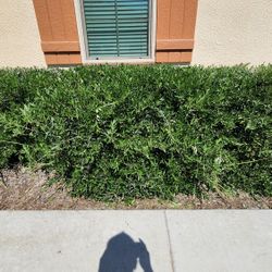 FREE PLANTS (BUSHES)!!!