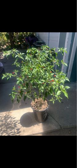 CHILTEPIN