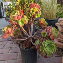 Aeonium 