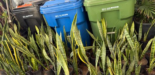 Snake plant