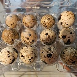 Fertile Jumbo Coturnix Eggs, Quail Male And Female