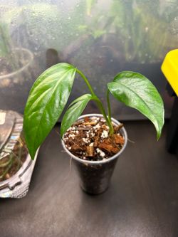 CHEAP and RARE!!! Epipremnum “Baltic blue”