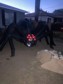 Araña grande