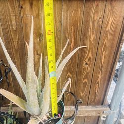 Alovera Plants