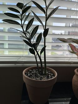 ZZ Raven In 6” Terracotta Pot