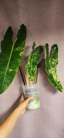 Philodendron Caramel Marble Variegated 