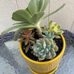 Beautiful Succulents In Yellow Pot