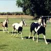 PonyGal