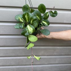6” variegated hoya obovata 