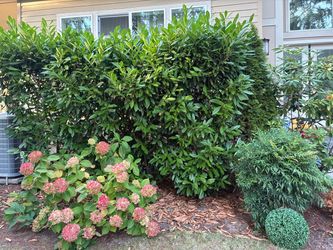 Laurel plants bushes privacy hedge