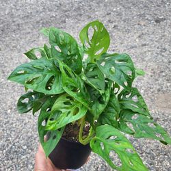 Monstera Adansonii Plant 6" Pot