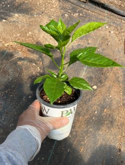 Ghost Pepper plant