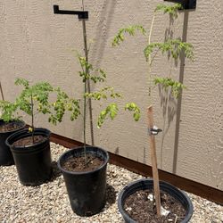 Moringa