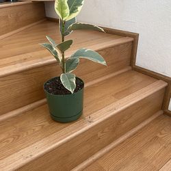 Tall, beautiful house plant