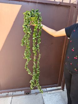 6” big hoya compacta