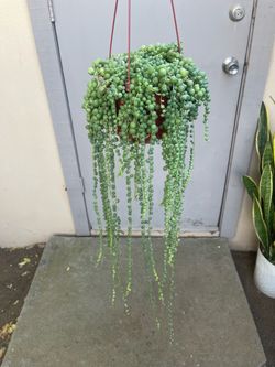 String of Pearls Succulent Plant 6” Hanging Pot