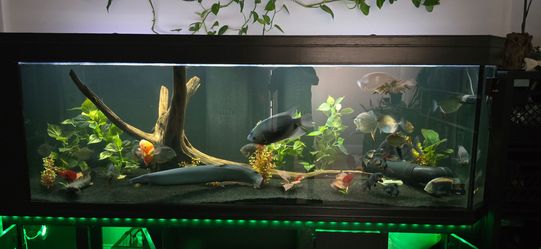 450 gallon Aquarium