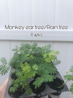 Monkey ear tree Pair