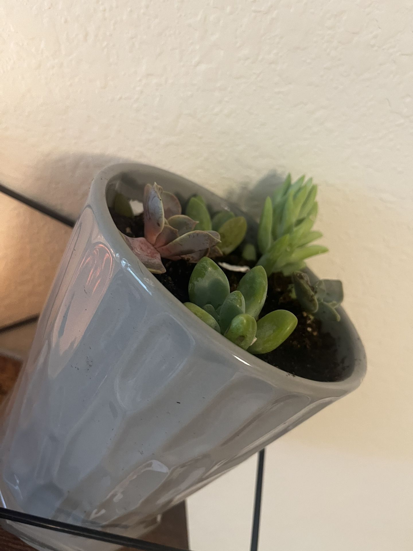 Beautiful succulents in a modern gray ceramic pot with texture