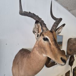 Mounted Impala 